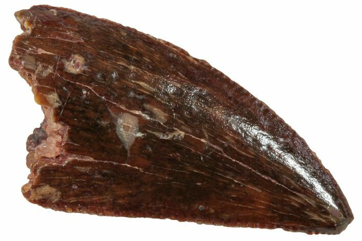 Serrated, Raptor Tooth - Real Dinosaur Tooth #224172